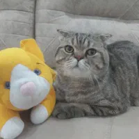 گربه بریتیش نر