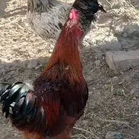 خروس تازه