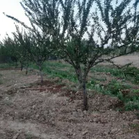 ۳۵۰مترباغ