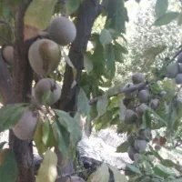 آلو قرمز