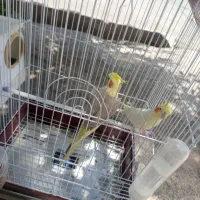 عروس‌هلندی
