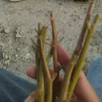 پیوند پسته شکمی و لوله ای