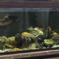 کوی باله بلند