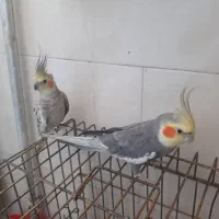عروس هلندی