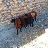 فروش ۶راس بره ۲نر۴تاماده بزسانل،بازغاله نر