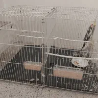 جفت عروس هلندی