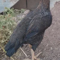 مرغ و خروس نقد. یا معاوضه با کره