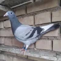 جفت جوجه پلاکی نر درجه یک