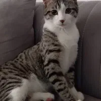 گربه dsh