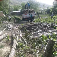 خریدار چوب و درخت