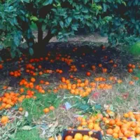 باغ-بارگاه