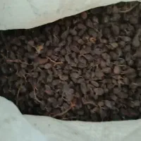 کشمش مویز