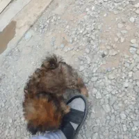 واگذاری توله سگ پامر