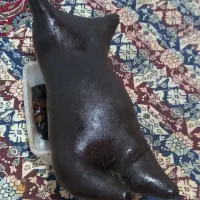 هیزه برای فروش