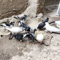 12عدد کفتر