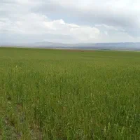 زمین-باغی-لب-جاده-صاف-8کیلومتری-معاوضه