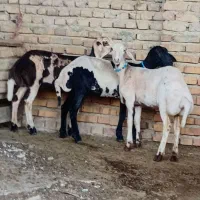 زیرقوچی پلنگی بروجردی