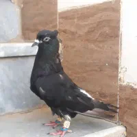 جفت اشعل نرماده