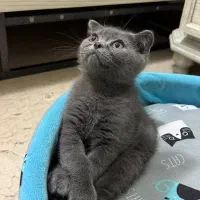 گربه اسکاتیش بلو