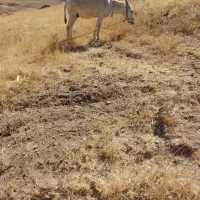 الاغ نر