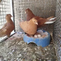 جفت کبوتر زرد کاکل دم سفید و سرخ کاکل دم سفید
