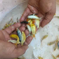 کوی یا مداد رنگی ۲ت۳بند