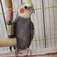 عروس هلندی نر بالغ