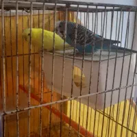 مرغ عشق