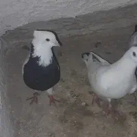 ۴ عدد کفتر پراوزی و تخم و جوجه