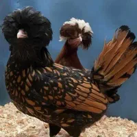 جوجه لهستانی 3 ماهه