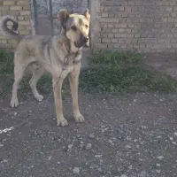 سگ نر پژدر