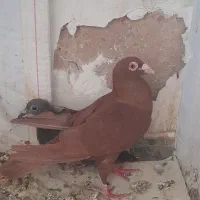 کبوتر|پرنده|فسا, |دیوار
