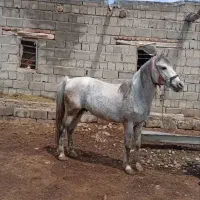 اسب کوردی