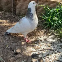 کبوتر نر مست دو رگ