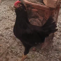 خروس گلین چهل تاج ّمشکی سوزنی وطوسی