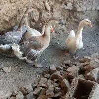 مرغ خروس غاز بوقلمون اوردک