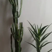 گل افوربیا و شاخ بزی سرحال