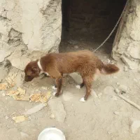 سگ 7 ماهه