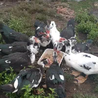 تعداد ۶ عدد اردک اسرائیلی نروماده
