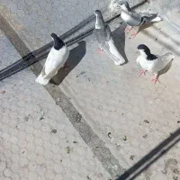 کبوتر
