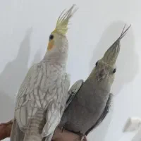 دو عدد عروس هلندی گل باقالی