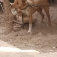 سگ نگهبان
