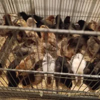 جوجه مرغ و خروس گلپایگانی