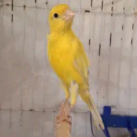 قناری نر مست