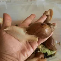 حلزون درمانی