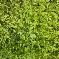 تولکی تماته محلی پرثمرو درشت