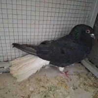 زاغ مایدم