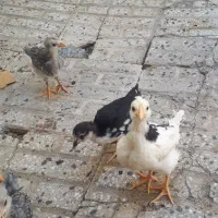 جوجه گلین فول ریش