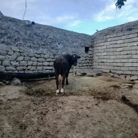 گوساله نر