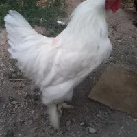 خروس برهما